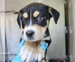 Small American Staffordshire Terrier-Labrador Retriever Mix