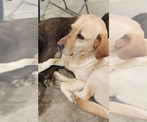 Mother of the Labrador Retriever puppies born on 05/09/2025