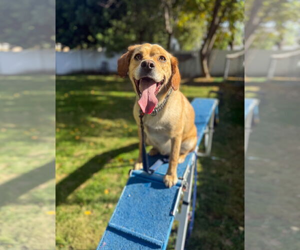 Medium Photo #13 Labrador Retriever-Unknown Mix Puppy For Sale in San Diego, CA, USA