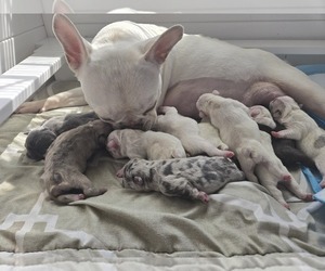 Mother of the French Bulldog puppies born on 04/03/2026