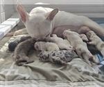 Small Photo #1 French Bulldog Puppy For Sale in JONESBORO, GA, USA