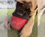 Small Photo #3 Mutt Puppy For Sale in Goodyear, AZ, USA