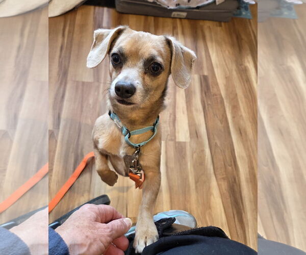 Medium Photo #5 Chiweenie Puppy For Sale in Oakhurst, NJ, USA