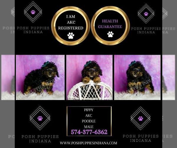 Medium Photo #2 Poodle (Toy) Puppy For Sale in WARSAW, IN, USA