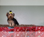 Image preview for Ad Listing. Nickname: Miss Yorkie