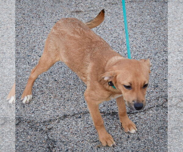 Medium Photo #3 Boxador Puppy For Sale in Huntley, IL, USA