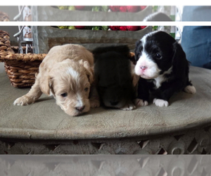 Maltipoo Puppy for sale in DOUGLAS, GA, USA