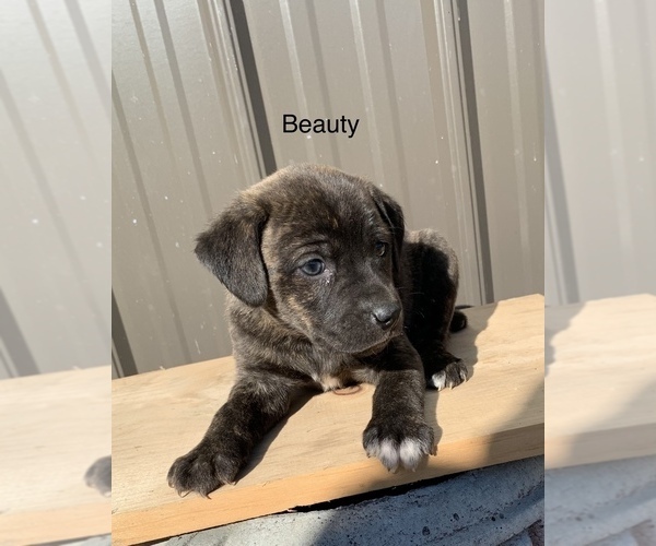 Medium Photo #1 Mountain Cur Puppy For Sale in DILLWYN, VA, USA