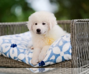 Great Pyrenees Puppy for sale in CONWAY, MO, USA