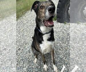 Labrador Retriever Dogs for adoption in Anchorage, AK, USA