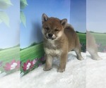 Small #7 Shiba Inu