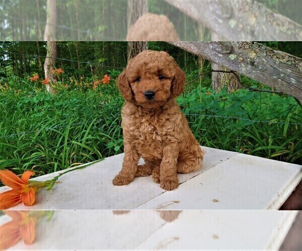 Medium Photo #1 Goldendoodle Puppy For Sale in PORT TREVORTON, PA, USA