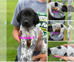 Puppy Puppy 4 German Shorthaired Pointer