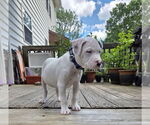 Small #12 Mutt