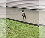 Small #6 Coonhound-Plott Hound Mix
