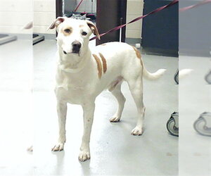 Mutt Dogs for adoption in Fayetteville, NC, USA