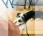 Small #1 Mutt