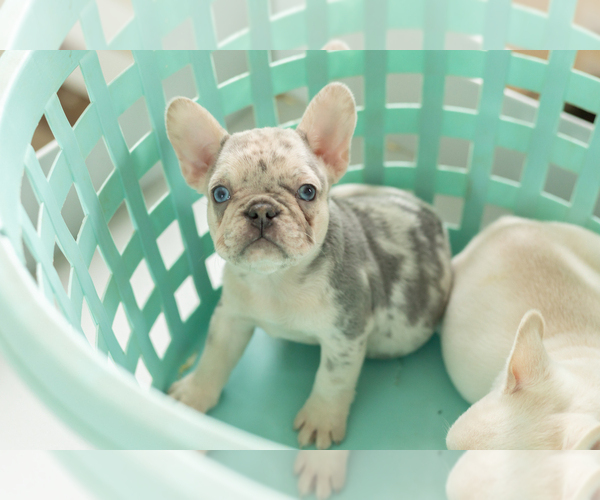 Medium Photo #6 French Bulldog Puppy For Sale in NAPPANEE, IN, USA