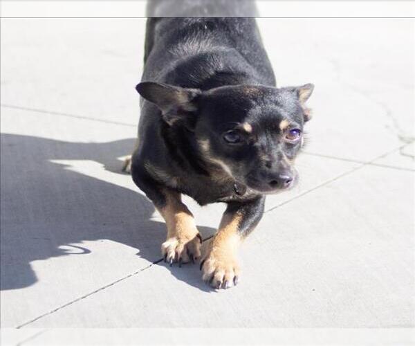 Medium Photo #2 Chihuahua-Unknown Mix Puppy For Sale in Tracy, CA, USA