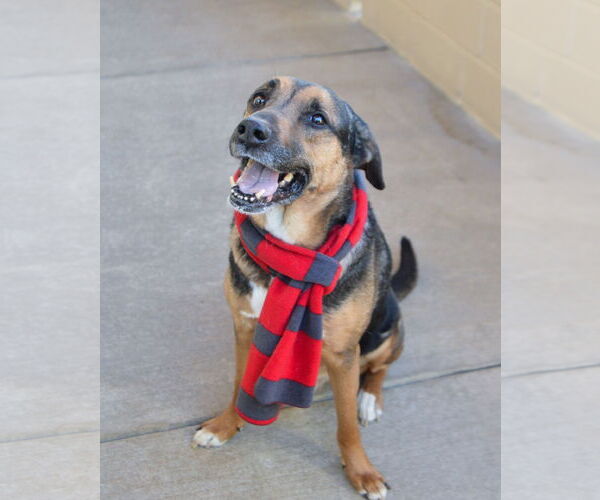 Medium Photo #3 Rottweiler-Unknown Mix Puppy For Sale in McKinney, TX, USA