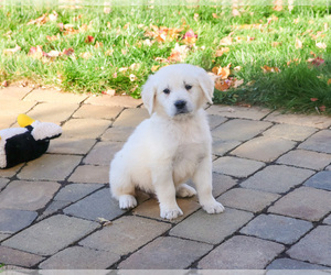 English Cream Golden Retriever Puppy for sale in SYRACUSE, IN, USA