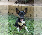 Small #1 Australian Kelpie Mix