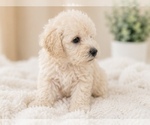 Small #1 Maltipoo (Miniature)