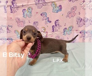 Dachshund Puppy for sale in WINNSBORO, LA, USA