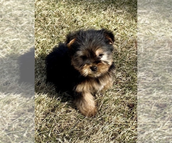 Medium Photo #4 Yorkshire Terrier Puppy For Sale in FAIR HAVEN, MI, USA