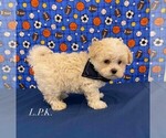 Small Maltipoo