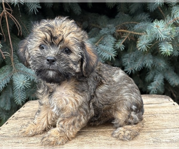 Medium Photo #4 Shorkie Tzu Puppy For Sale in MIDDLEBURY, IN, USA