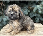 Small #3 Shorkie Tzu