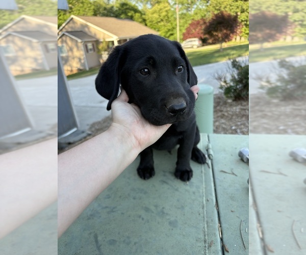 Medium Photo #11 Labrador Retriever Puppy For Sale in GRANITE FALLS, NC, USA