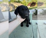 Small #10 Labrador Retriever