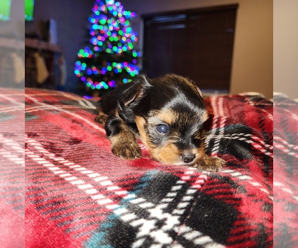 Medium Photo #3 Yorkshire Terrier Puppy For Sale in SANDY, OR, USA