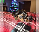 Small Photo #3 Yorkshire Terrier Puppy For Sale in SANDY, OR, USA