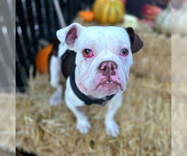 Medium Photo #1 Free-Lance Bulldog Puppy For Sale in Long Beach, CA, USA