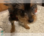 Small Photo #5 Yorkshire Terrier Puppy For Sale in OAK LAWN, IL, USA