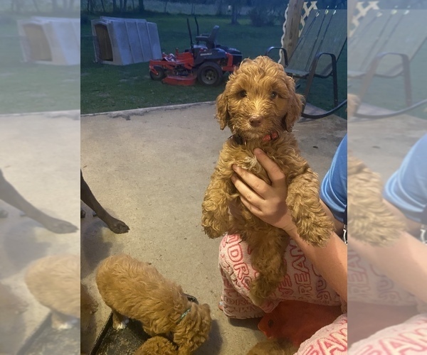 Medium Photo #6 Goldendoodle Puppy For Sale in MACOMB, MO, USA