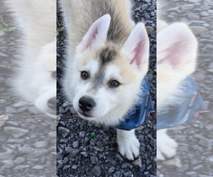 Siberian Husky Puppy for sale in FORT PLAIN, NY, USA