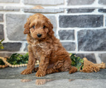 Puppy Denny Cockapoo