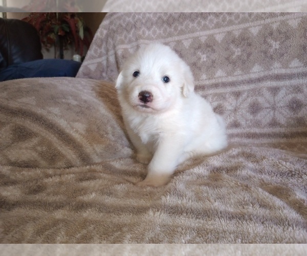 Medium Photo #9 Great Pyrenees Puppy For Sale in SHELBYVILLE, TN, USA