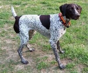 Mother of the German Shorthaired Pointer puppies born on 10/07/2023