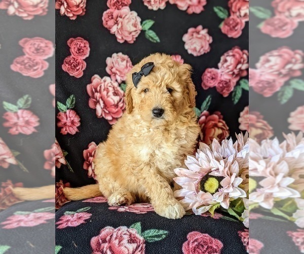 Medium Photo #8 Goldendoodle Puppy For Sale in PEACH BOTTOM, PA, USA