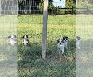 Australian Shepherd Puppy for sale in WHITAKERS, NC, USA