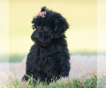 Small Photo #85 Goldendoodle (Miniature) Puppy For Sale in WARSAW, IN, USA