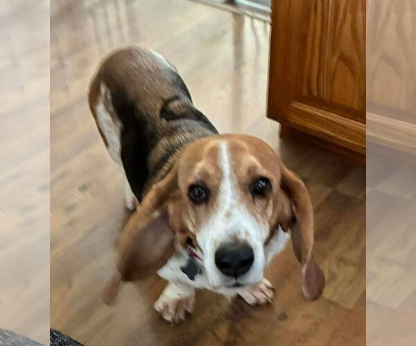 Medium Photo #5 Basset Hound Puppy For Sale in Deepwater, NJ, USA