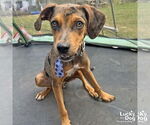 Small #2 Catahoula Leopard Dog-Retriever  Mix