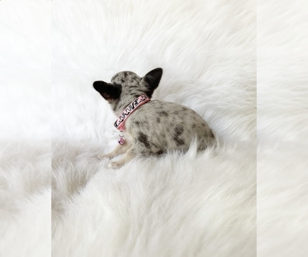 Medium Photo #4 Chihuahua Puppy For Sale in SACRAMENTO, CA, USA