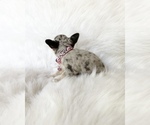 Small #3 Chihuahua